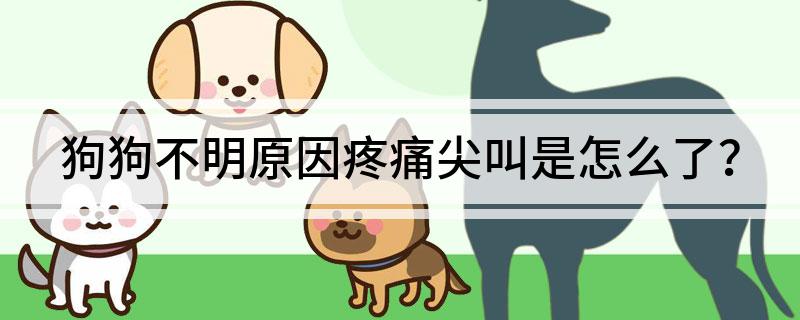 狗狗突然狂叫不止？疼痛和焦虑的区别_狗狗疼痛尖叫处理方法_狗狗突然尖叫原因