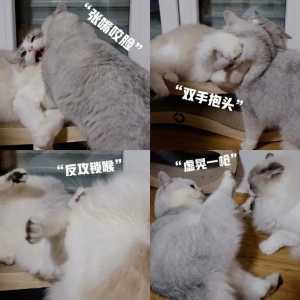 猫艾滋病症状_猫免疫缺陷病毒传播途径_猫咪免疫系统疾病征兆