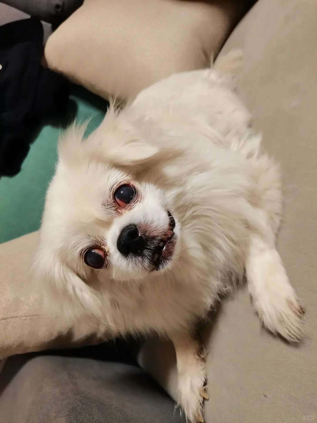 狗狗眼睛红肿、分泌物增多带脓？原因及解决方法详析！-派特超人-宠物