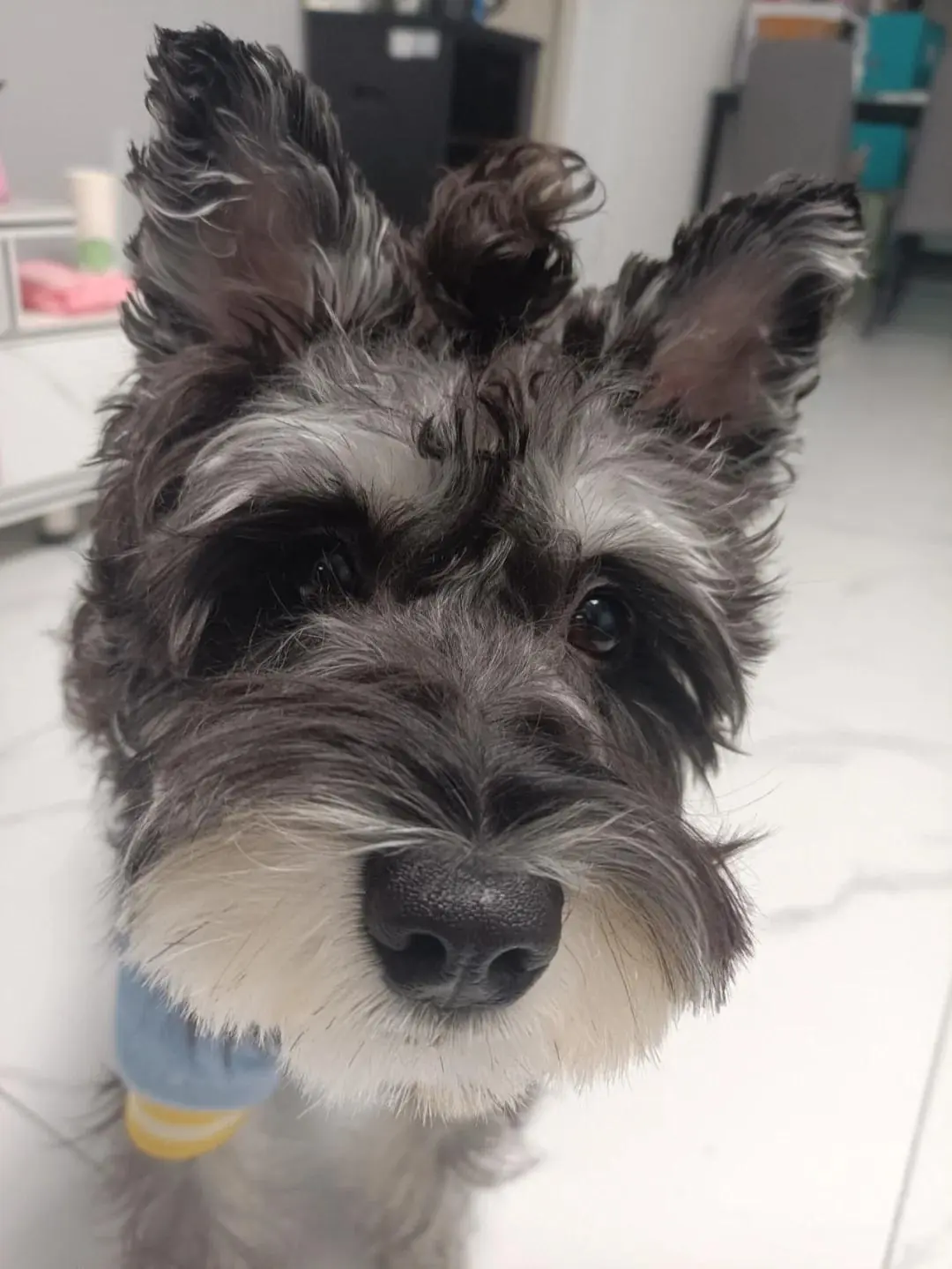 宠物螨虫感染眼结膜炎_狗狗眼部红肿治疗_狗狗眼屎黄绿？细菌感染和泪囊炎