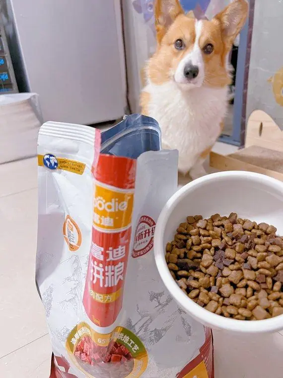 狗狗眼部红肿治疗_宠物螨虫感染眼结膜炎_狗狗眼屎黄绿？细菌感染和泪囊炎