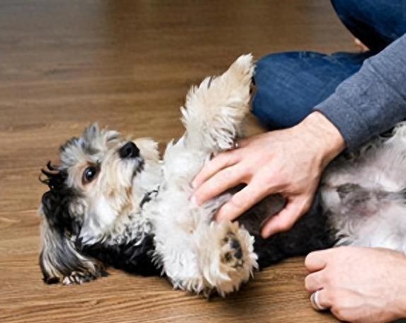 狗狗翻身求摸肚子，背后原因超暖心，养狗多年你全知道吗？-派特超人-宠物