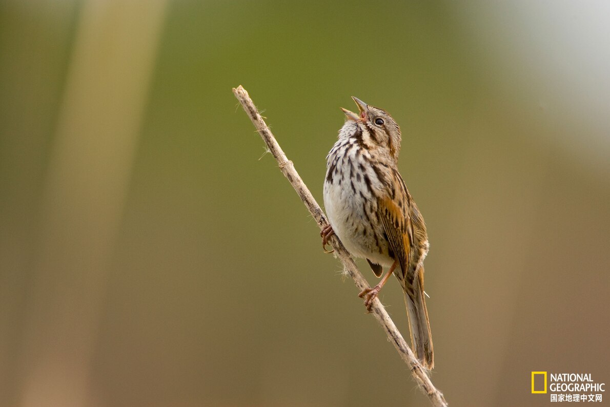 有些小鸟“易燃易爆”，原因在意料之外，情理之中-派特超人-宠物