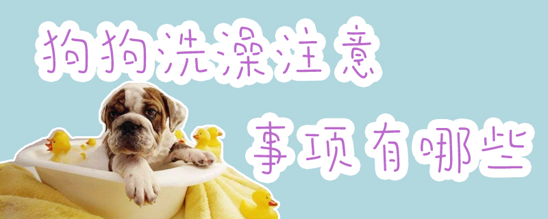 狗狗洗澡注意事项有哪些-派特超人-宠物