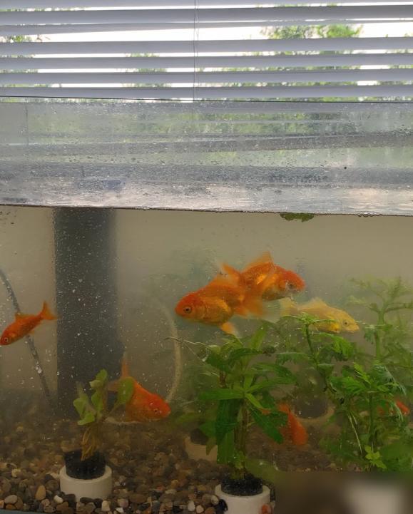 鱼缸摆放位置的风水讲究_鱼缸风水摆放位置_鱼缸摆放位置禁忌