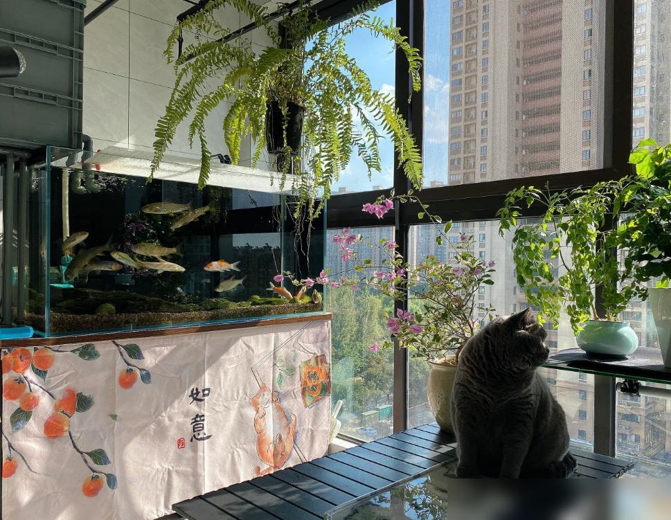 鱼缸摆放位置禁忌_鱼缸摆放位置的风水讲究_鱼缸风水摆放位置