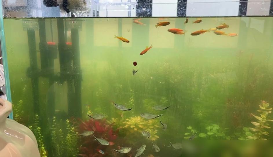 鱼缸摆放位置的风水讲究_鱼缸风水摆放位置_鱼缸摆放位置禁忌