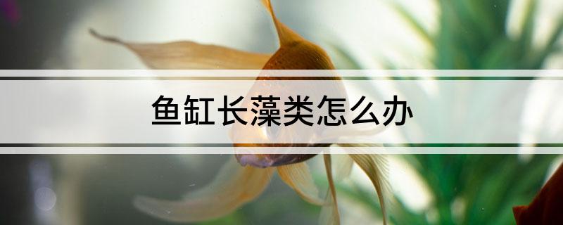 鱼缸藻类控制方法_鱼缸绿藻泛滥引起的鱼病_参瞅鱼藻类管理
