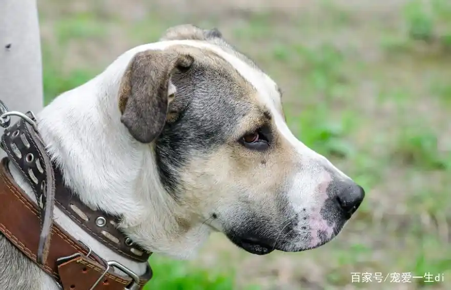 狗狗频繁流泪眼屎处理方法_狗狗饮食过量盐分泪痕解决_狗狗眼屎黄绿？细菌感染和泪囊炎