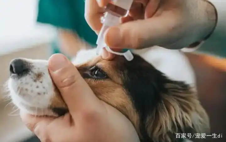 狗狗眼屎黄绿？细菌感染和泪囊炎_狗狗频繁流泪眼屎处理方法_狗狗饮食过量盐分泪痕解决