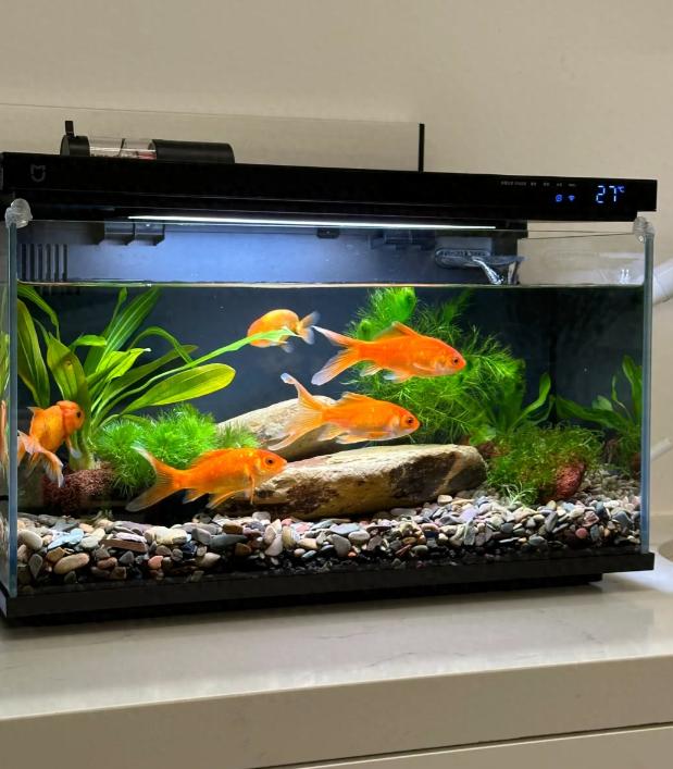 摆放家里的鱼缸,要尽量避开这几个位置,不是矫情,是有所依据-派特超人-宠物