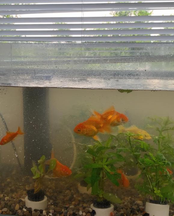 鱼缸摆放位置选择_鱼缸摆放风水禁忌_鱼缸摆放位置的风水讲究