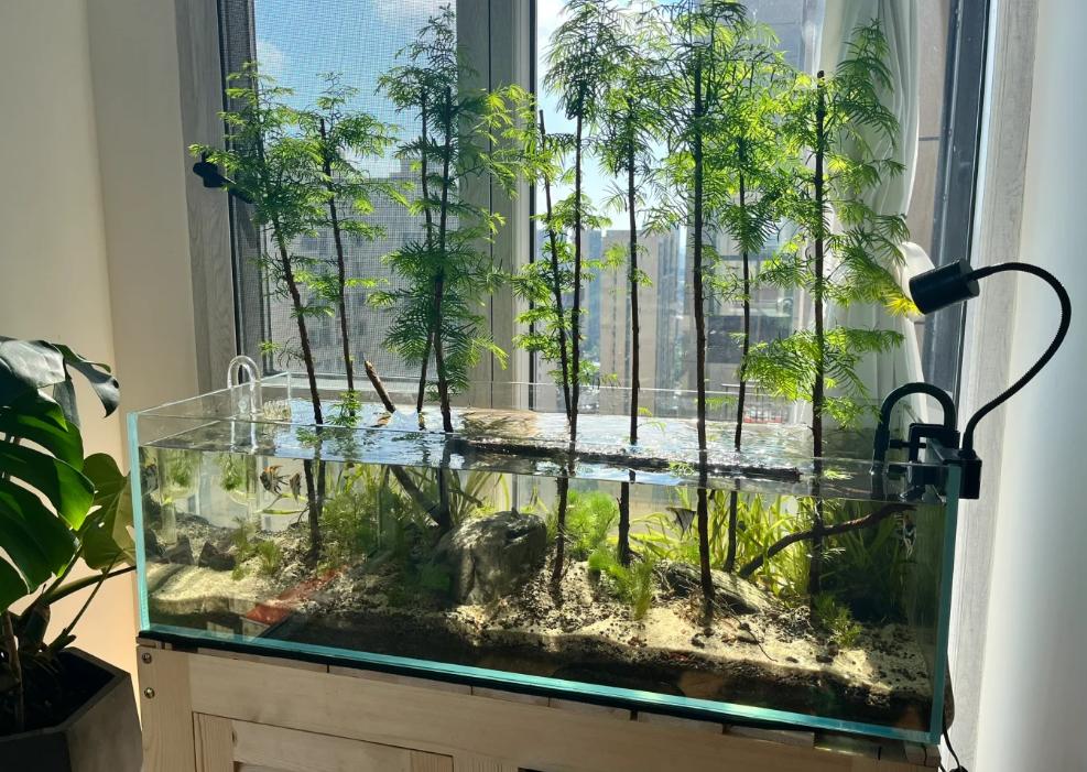 鱼缸摆放风水禁忌_鱼缸摆放位置选择_鱼缸摆放位置的风水讲究