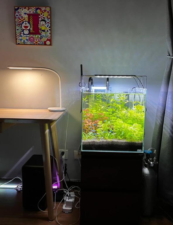 鱼缸摆放位置选择_鱼缸摆放风水禁忌_鱼缸摆放位置的风水讲究