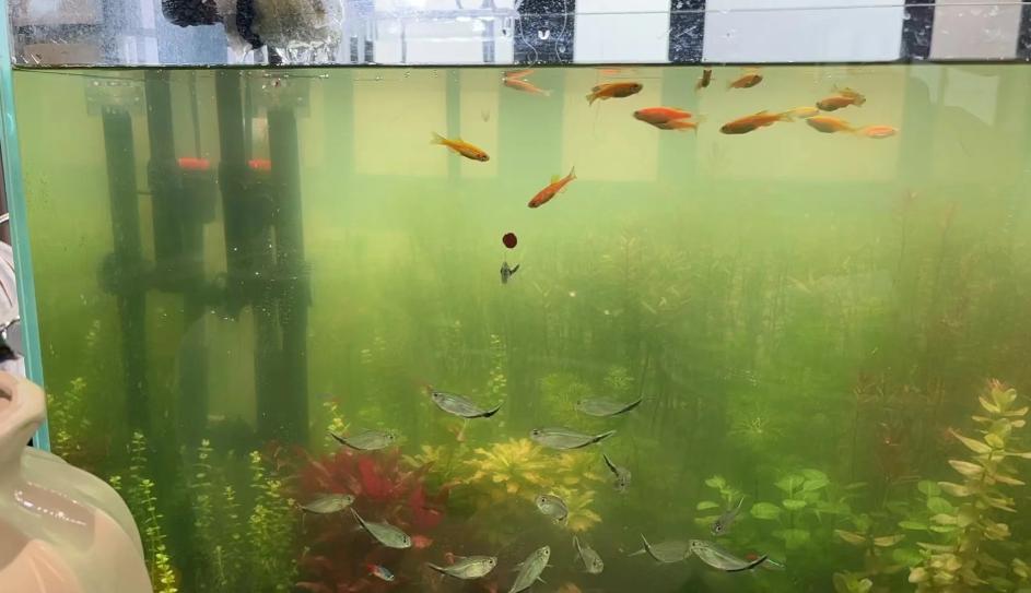 鱼缸摆放位置的风水讲究_鱼缸摆放位置选择_鱼缸摆放风水禁忌