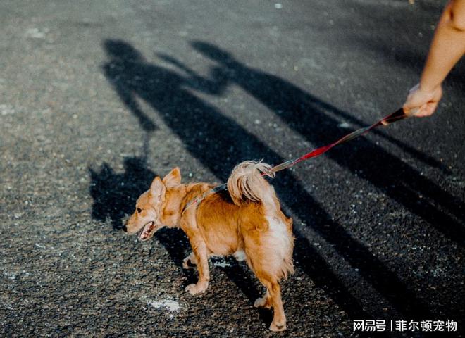 狗狗突然狂叫不止？疼痛和焦虑的区别_狗狗吠叫原因分析_狗狗分离焦虑解决方法