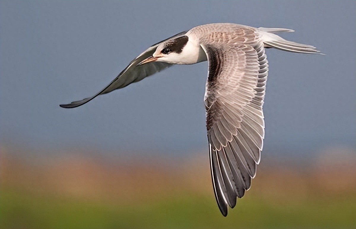 不同鸟类的飞行技巧让人叹为观止,它们的秘密究竟是什么?-派特超人-宠物
