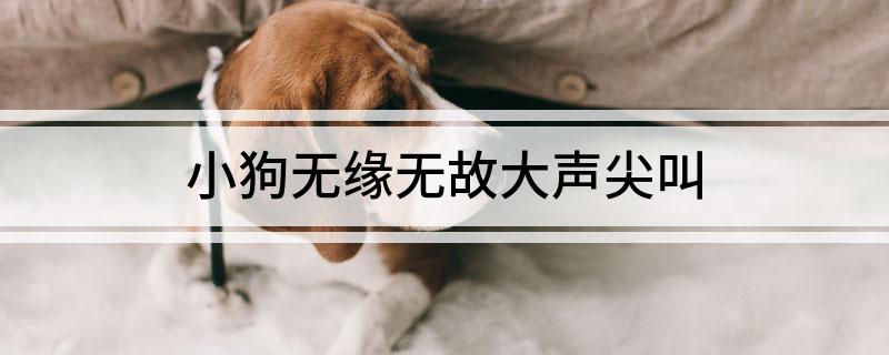 狗狗尖叫原因分析_狗狗突然狂叫不止？疼痛和焦虑的区别_狗狗突然尖叫处理方法