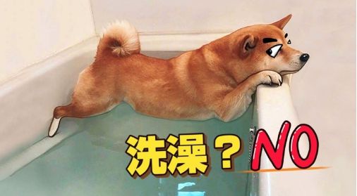 狗狗洗澡挣扎原因_洗澡时如何防止狗狗焦虑_狗狗洗澡顺序