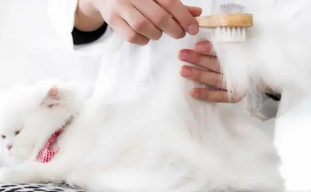 猫咪这几个行为，是在告诉你：它生病了