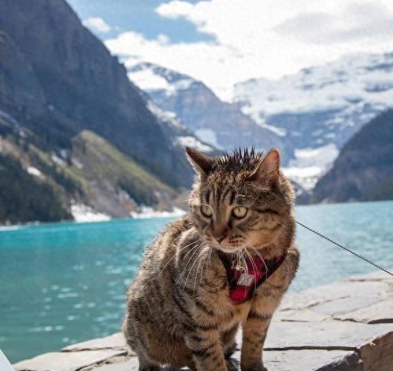 如何让猫咪不害怕出门_猫咪晕车旅行注意事项_猫咪旅行不适合原因