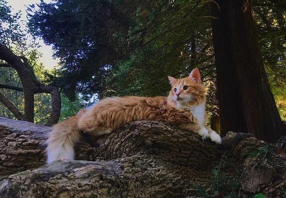 猫咪旅行不适合原因_猫咪晕车旅行注意事项_如何让猫咪不害怕出门