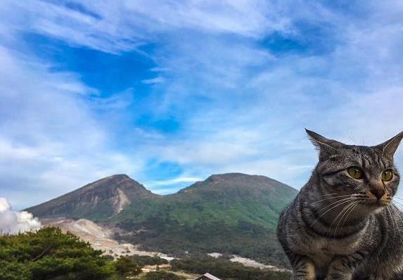 猫咪旅行不适合原因_如何让猫咪不害怕出门_猫咪晕车旅行注意事项