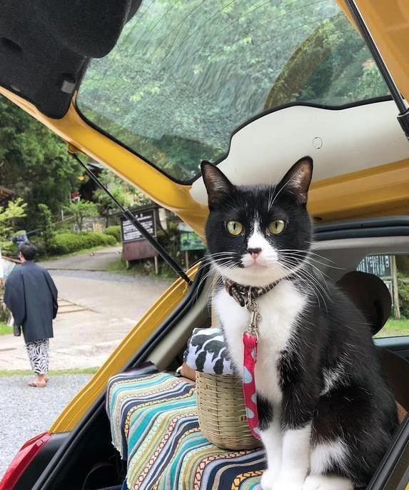 猫咪晕车旅行注意事项_猫咪旅行不适合原因_如何让猫咪不害怕出门