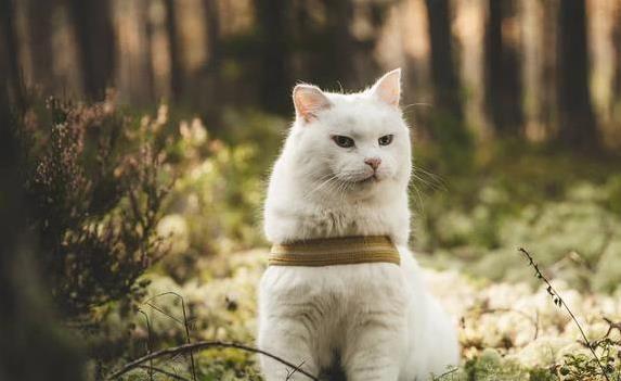 猫咪晕车旅行注意事项_猫咪旅行不适合原因_如何让猫咪不害怕出门