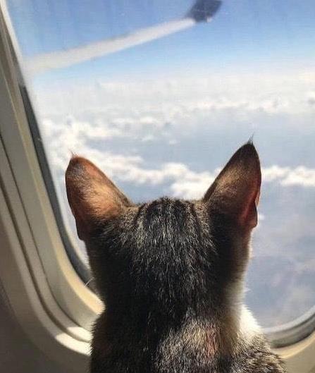 猫咪晕车旅行注意事项_猫咪旅行不适合原因_如何让猫咪不害怕出门