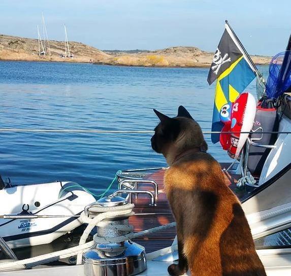 如何让猫咪不害怕出门_猫咪旅行不适合原因_猫咪晕车旅行注意事项
