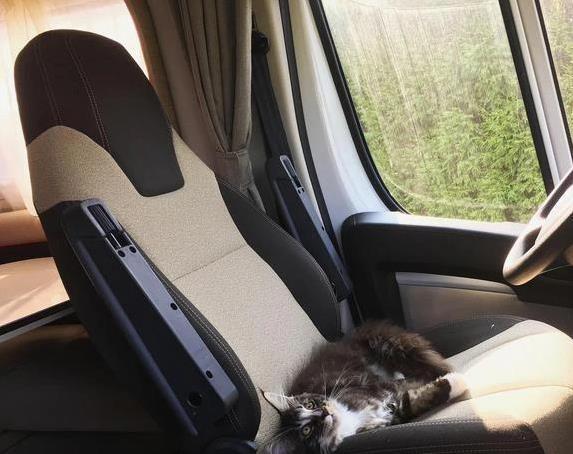猫咪旅行不适合原因_猫咪晕车旅行注意事项_如何让猫咪不害怕出门