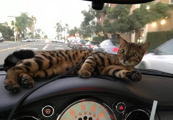 猫咪晕车旅行注意事项_如何让猫咪不害怕出门_猫咪旅行不适合原因