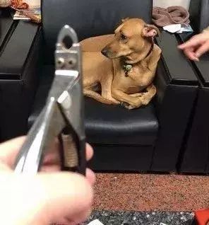 狗狗指甲血线位置_狗狗专业修剪的安全距离_狗狗剪指甲技巧