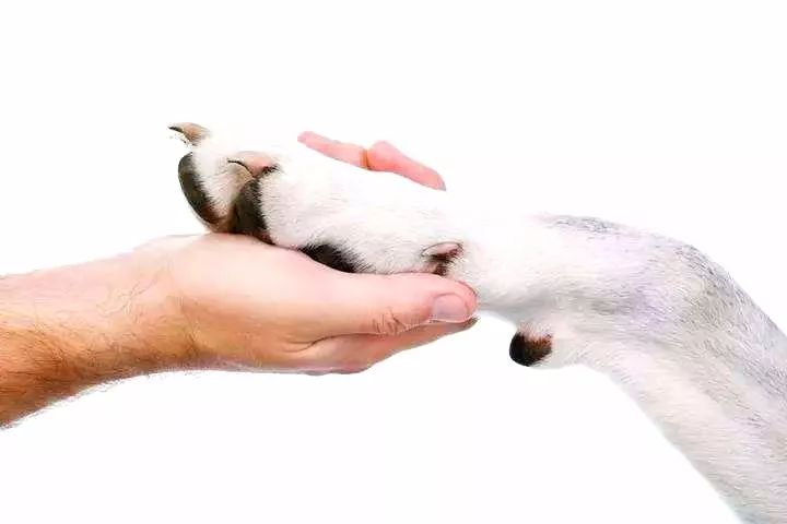 狗狗专业修剪的安全距离_狗狗剪指甲技巧_狗狗指甲血线位置