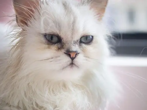猫咪异食癖：吃塑料袋的深层原因_猫咪补充微量元素方法_猫咪微量元素缺乏症状
