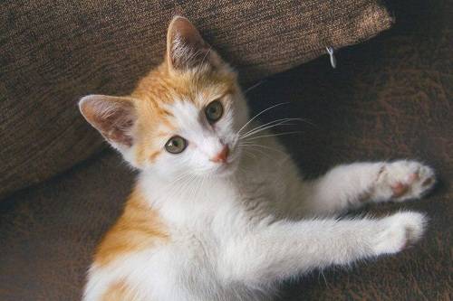 猫咪微量元素缺乏症状_猫咪补充微量元素方法_猫咪异食癖：吃塑料袋的深层原因