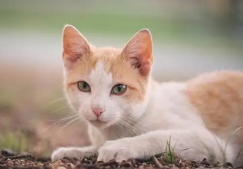 猫咪微量元素缺乏症状_猫咪异食癖：吃塑料袋的深层原因_猫咪补充微量元素方法