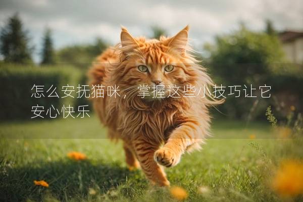 怎么安抚猫咪,掌握这些小技巧让它安心快乐-派特超人-宠物
