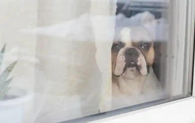 狗狗:解决狗狗分离焦虑症的6个步骤-派特超人-宠物