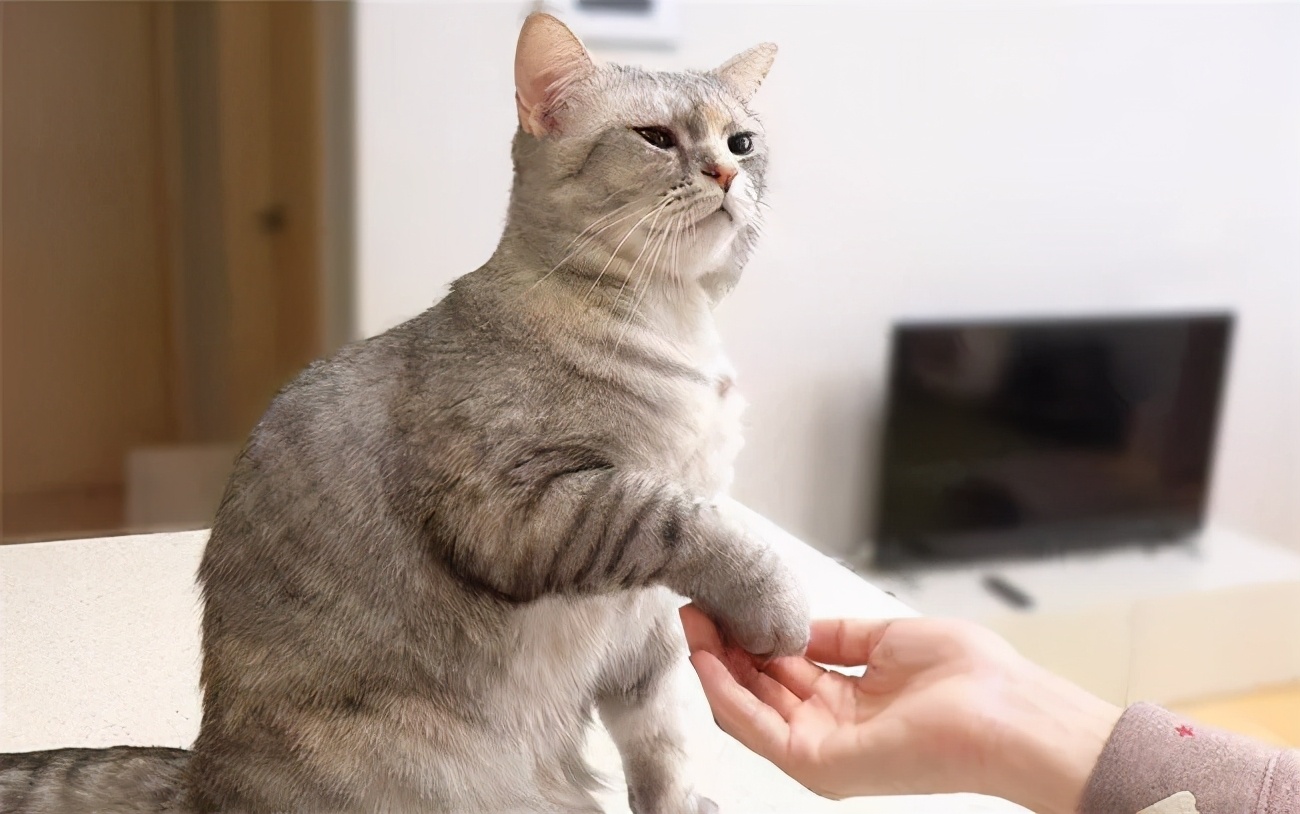 猫咪嘴巴周围红肿可能是过敏_猫咪口腔健康问题_猫咪口臭原因及解决方法