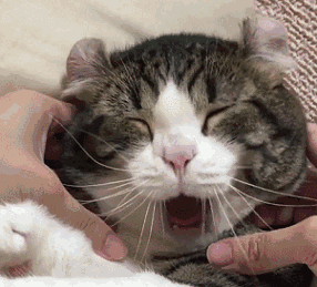猫咪嘴巴周围红肿可能是过敏_猫咪口臭原因及解决方法_猫咪口腔健康问题