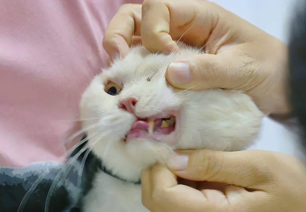 猫咪口腔健康问题_猫咪口臭原因及解决方法_猫咪嘴巴周围红肿可能是过敏