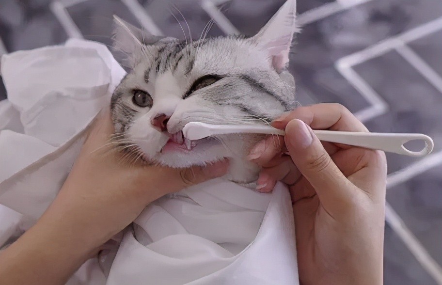 猫咪口臭原因及解决方法_猫咪嘴巴周围红肿可能是过敏_猫咪口腔健康问题
