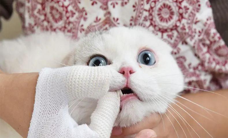 猫咪口臭原因及解决方法_猫咪嘴巴周围红肿可能是过敏_猫咪口腔健康问题