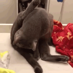 猫咪嘴巴周围红肿可能是过敏_猫咪口臭原因及解决方法_猫咪口腔健康问题