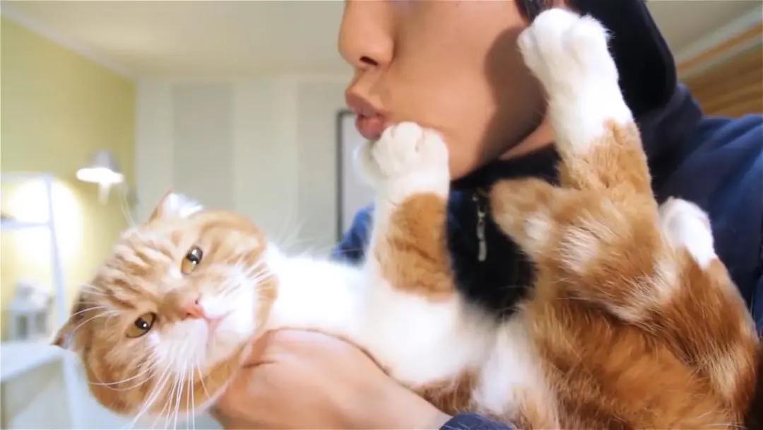 猫咪口腔健康问题_猫咪嘴巴周围红肿可能是过敏_猫咪口臭原因及解决方法