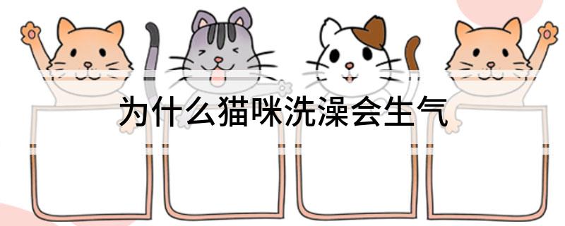 猫咪洗澡不适应原因_猫咪洗澡后咬人原因分析_猫咪洗澡前后的情绪安抚技巧