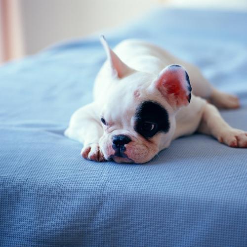 狗狗得了分离焦虑症该怎么办?别着急,你可以这样做-派特超人-宠物