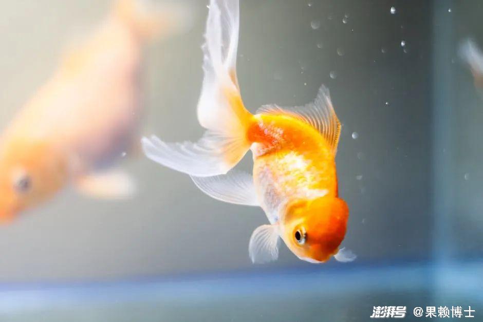 金鱼饲养中的换水频率_金鱼养殖技巧_金鱼水族箱选择